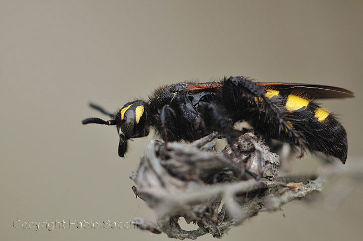 Colpa sexmaculata (Scolidae).